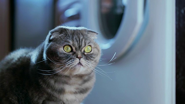 厨房里顽皮的猫。