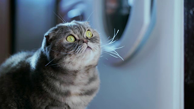 详情图-厨房里顽皮的猫。
