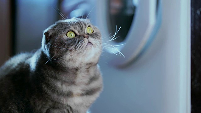 详情图-厨房里顽皮的猫。