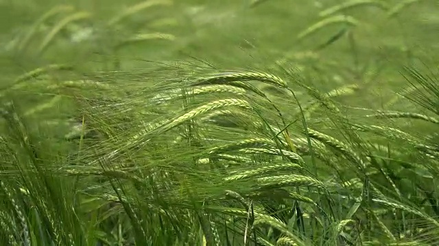 绿色的谷穗。小麦风摇