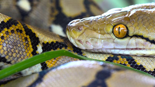 python(莫雷利亚viridis)。眼睛的特写