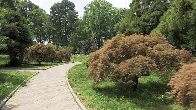 在最大的植物园之一的巴统，格鲁吉亚