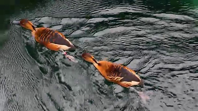 鸭子在水里游泳