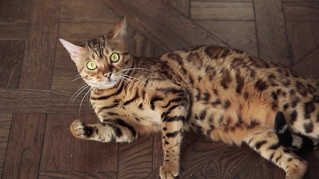 孟加拉猫舔pow