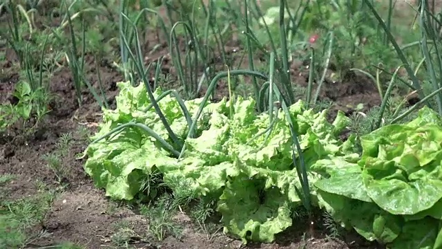 在真正的慢动作浇灌蔬菜花园的视频