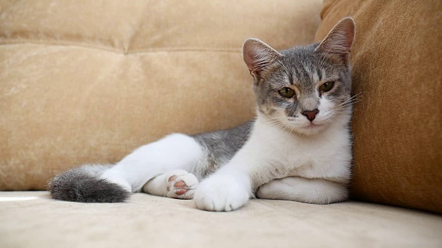 猫咪在沙发上休息。可爱的猫在室内宠物休息