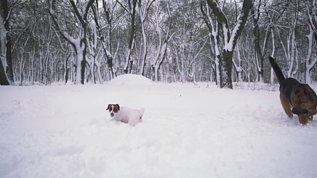 杰克罗素梗和牧羊犬在雪中玩耍