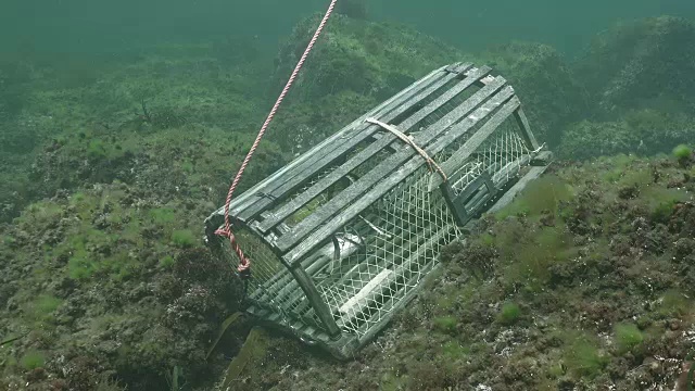 龙虾陷阱