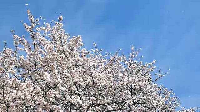 樱花落花的风景