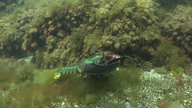 大龙虾