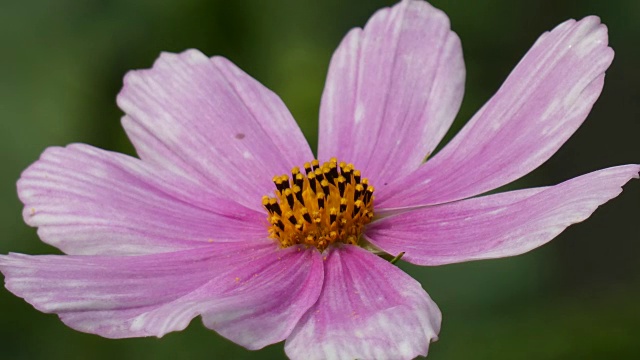 风中摇曳的花朵-花园宇宙(Cosmos Bipinnatus)