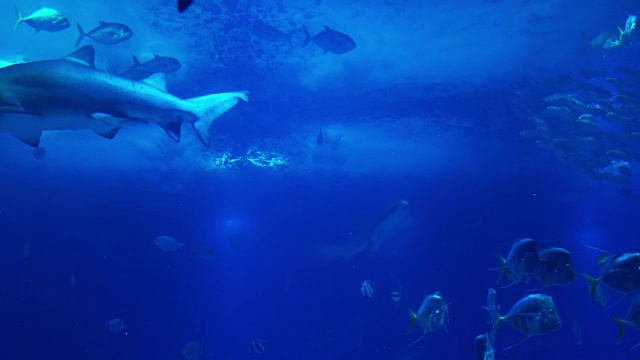 珊瑚礁的水下生物。鲨鱼、鳐鱼和其他鱼类。大的水族馆。