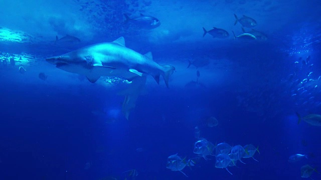 详情图-珊瑚礁的水下生物。鲨鱼、鳐鱼和其他鱼类。大的水族馆。