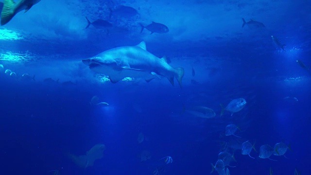 详情图-珊瑚礁的水下生物。鲨鱼、鳐鱼和其他鱼类。大的水族馆。