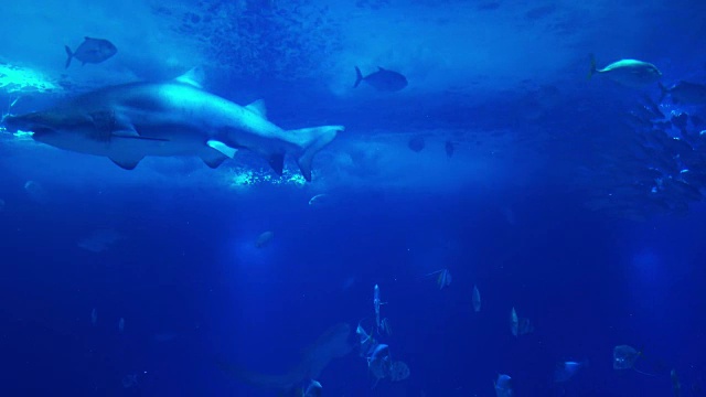 详情图-珊瑚礁的水下生物。鲨鱼、鳐鱼和其他鱼类。大的水族馆。