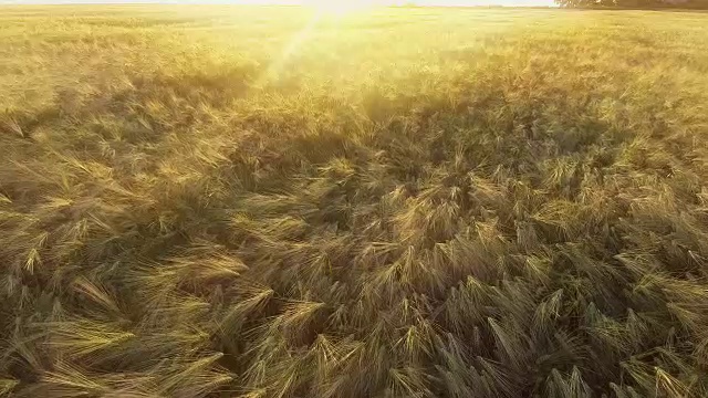 鸟瞰图:飞行在美丽的阳光照耀下的麦田在日落