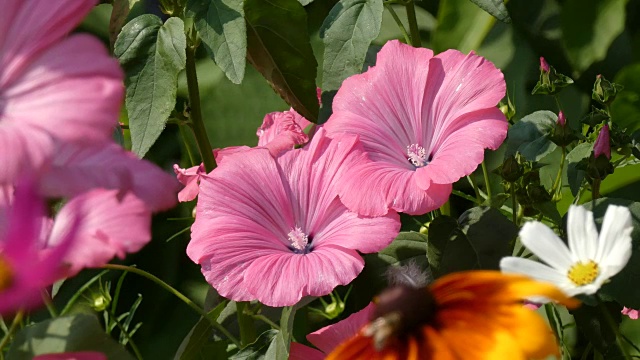 蜀葵花在风中摇曳