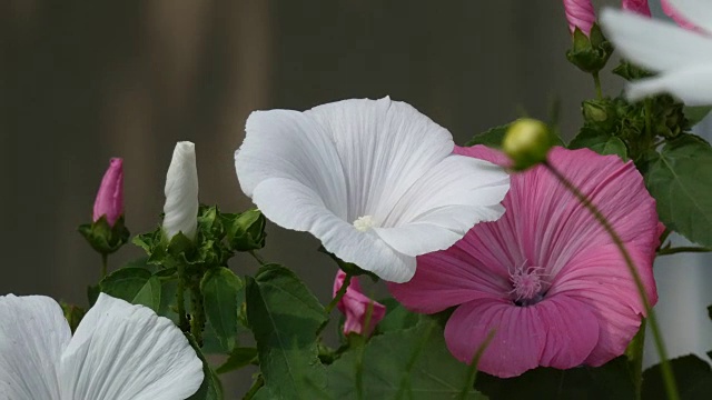 蜀葵花在花园里随风摇曳