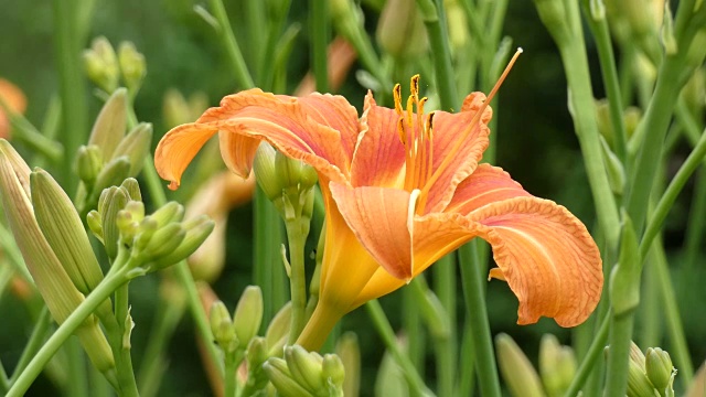 花园里的百合花