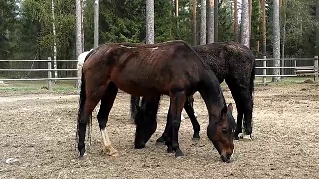 院子里有几匹瘦马，正在脱毛，肋骨突出，背上有伤口