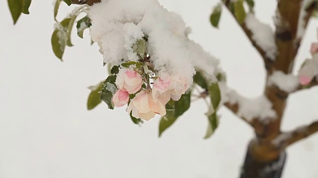 4月份下雪。白雪覆盖了开花的果树