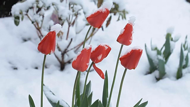 4月份下雪。白雪覆盖了开花的果树