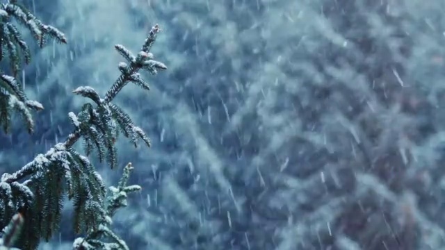 雪花覆蓋了云杉