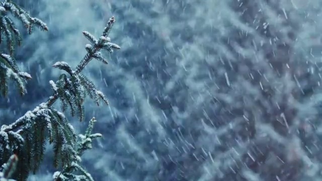 詳情圖-雪花覆蓋了云杉