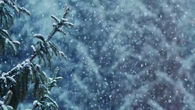 詳情圖-雪花覆蓋了云杉
