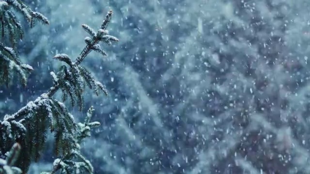 詳情圖-雪花覆蓋了云杉