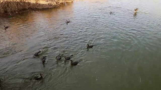 大黑鸬鹚在多瑙河三角洲潜水捕鱼