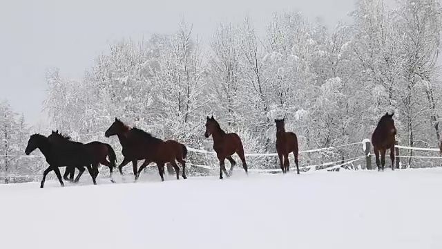 在寒冷的冬天，小马驹在白雪覆盖的草地上奔跑