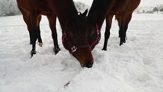 寒冷的冬天，两匹马在白雪覆盖的草地上