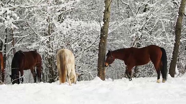 雪地里的马