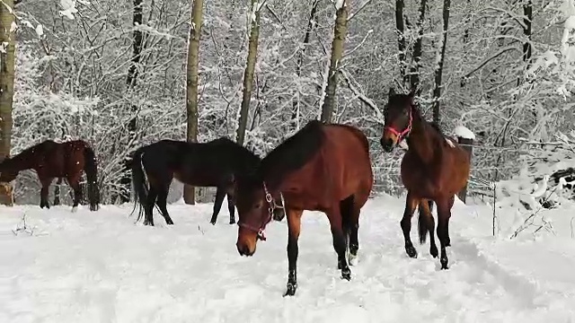 雪地里的马