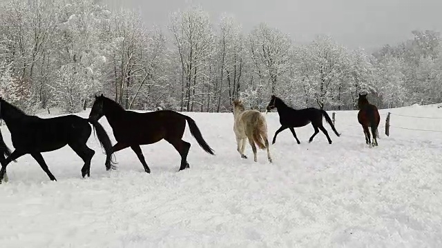 在寒冷的冬天，马在白雪皑皑的草地上奔跑