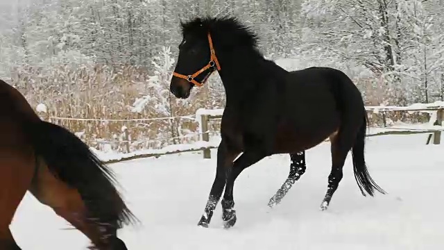 在寒冷的冬天，马在白雪皑皑的草地上奔跑