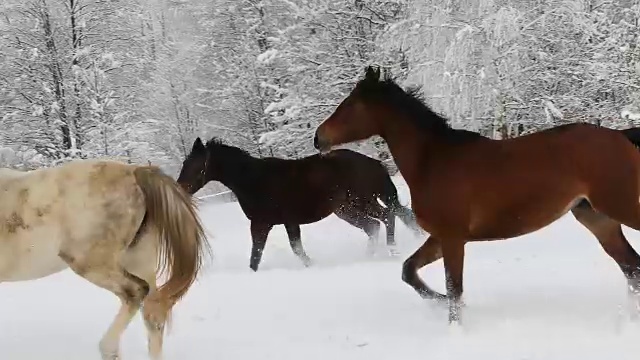 在寒冷的冬天，马在白雪皑皑的草地上奔跑