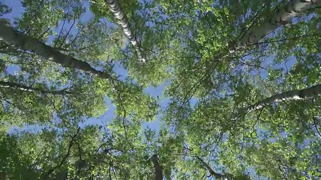 在蓝色天空的背景下，下面是春天嫩叶的桦树。摄像机会旋转