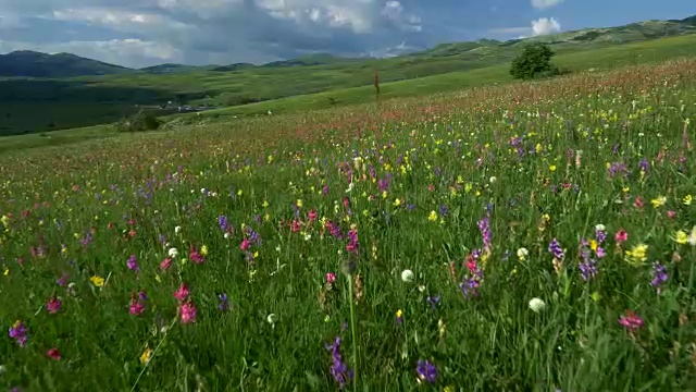 高山景观。摄像机在高山草甸中移动。替身。4 k, UHD