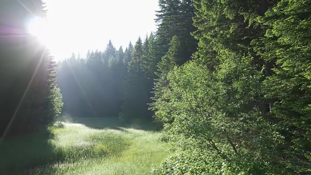 清晨阳光下的绿色林间空地。慢动作镜头。4 k, UHD