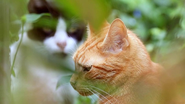 猫盯着回来