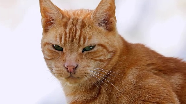 猫盯着回来