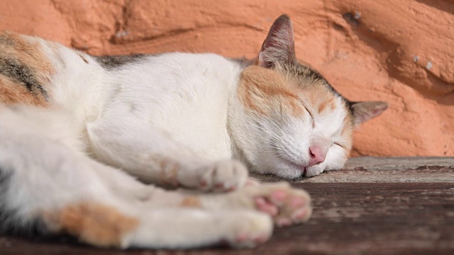 可爱的小猫睡在地上。