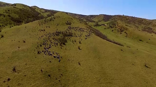 在阳光明媚的日子里，一群羊在山谷里吃草，鸟瞰图，耕作