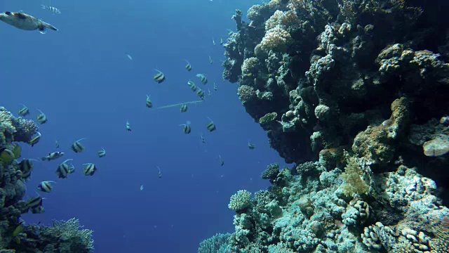 美丽的珊瑚。海洋中的水下生物。热带鱼。