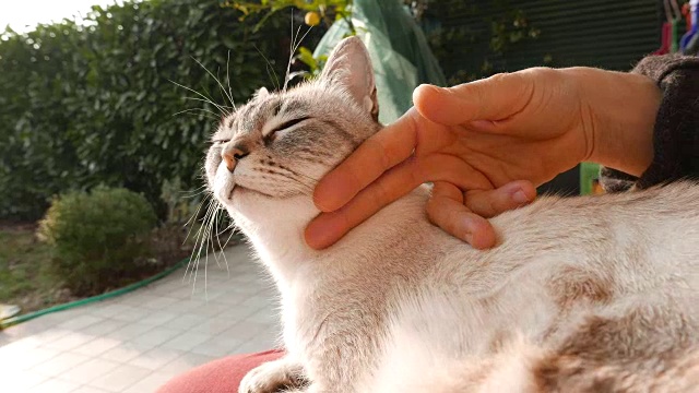 女人用手抚弄的家猫。在户外环境中,背光。