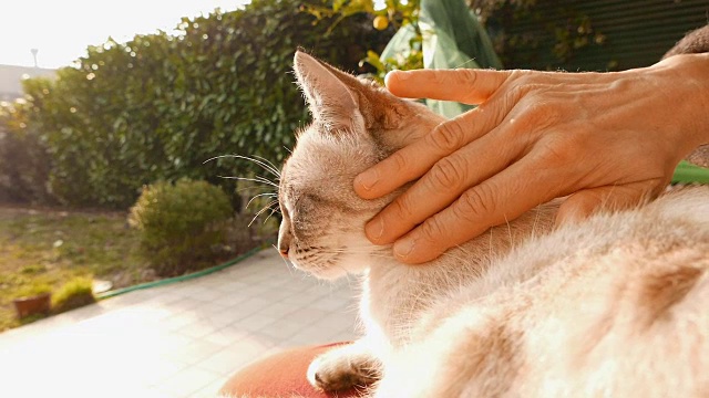 女人用手抚弄的家猫。在户外环境中,背光。慢动作