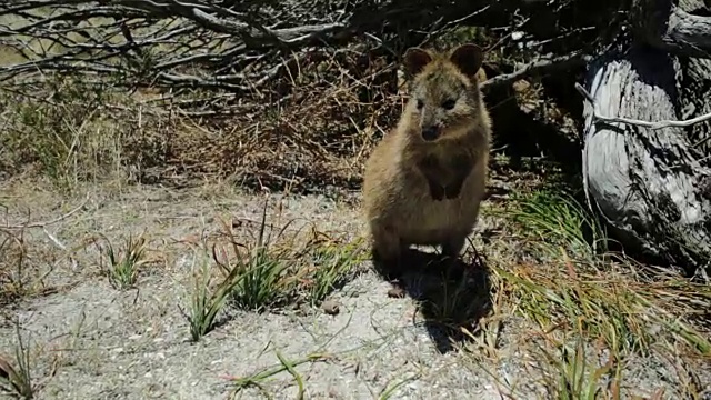 短尾矮袋鼠Rottnest岛