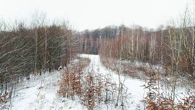 无人机飞过桦树林在一月，它是下雪的